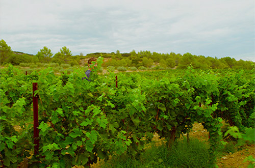 GRENACHE NOIR