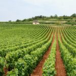 vins de Provence