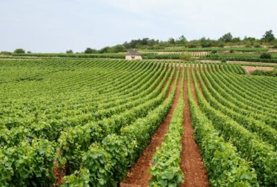 vins de Provence
