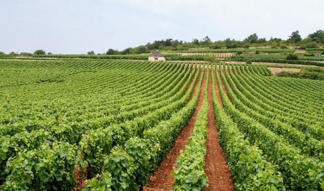 vins de Provence