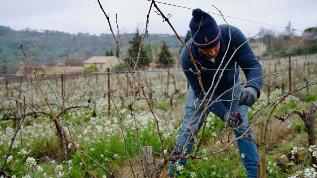 Marc Kemlin taille la vigne en hiver entre les rangs fleuris