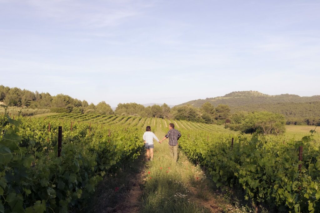 Rangs de vigne du Domaine des Ribières à Rognes, pays d'Aix